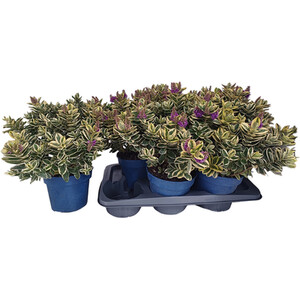 Senetti Plant