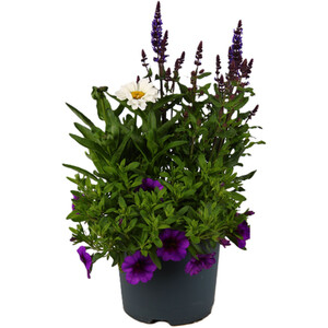 Lavandula Stoechas Anouk - Purple