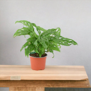 Monstera Monkey Mask Swiss Cheese Houseplant in 12cm Pot
