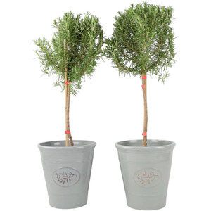 Rosemary Tree Quarter Standard