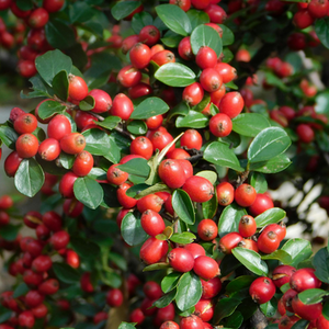Cotoneaster Horizontalis Herringbone Ground Cover Shrub