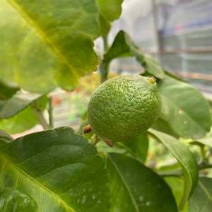 Mini Lemon Tree Compact Indoor Outdoor Citrus Plant
