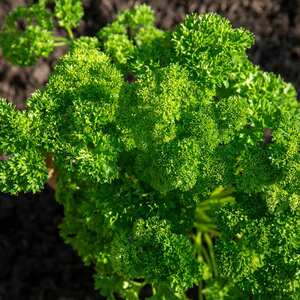 Marshalls Garden Champion Moss Curled Parsley Seeds - 800 Seeds
