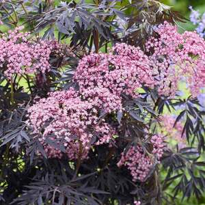 Marshalls Garden Sambucus 'Cherry Lace' - Compact Maroon-Foliage Shrub 9cm Plant