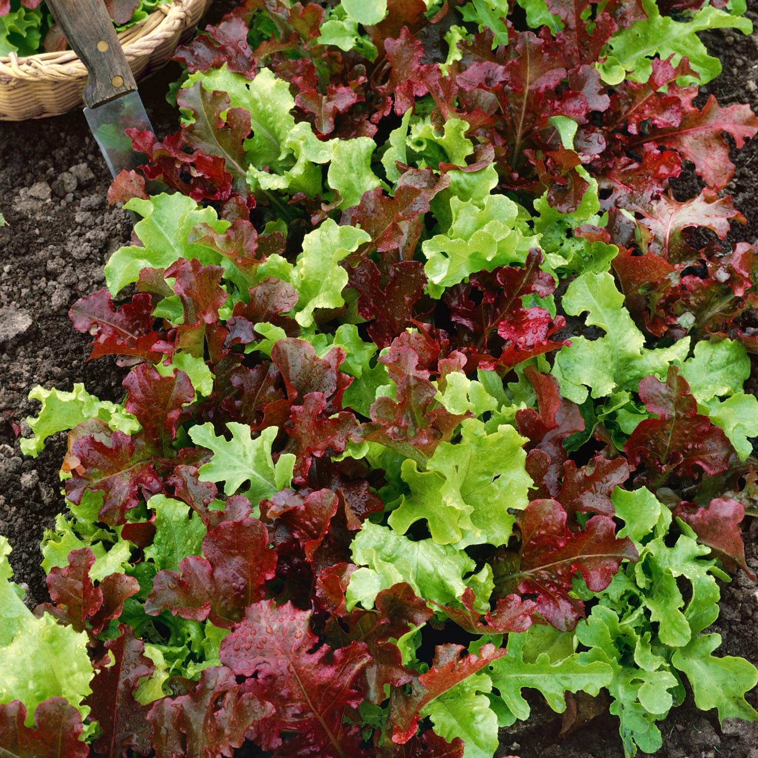 Marshalls Garden Yurok F1 Cavolo Nero Black Kale - Compact, high-yield seed pack, 20 seeds - Green