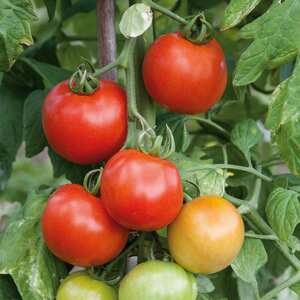 Marshalls Garden Premio F1 Tomato Seeds 10, Cordon, Blight-Resistant, Ideal for Pots and Greenhouses