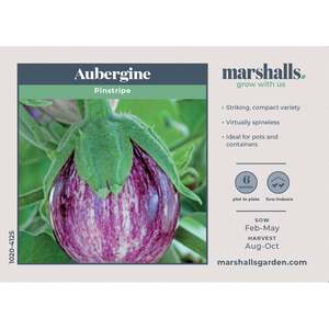 Marshalls Garden Pinstripe Aubergine - Compact Practically Spine-Free, White-Striped Fruit, 8 Seeds