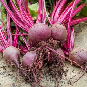 Marshalls Garden Beetroot 'Boltardy' Seeds - RHS AGM bolt-resistant early variety, 400 seeds