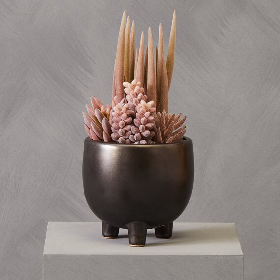 Fiori Mixed Succulents In Ceramic Pot