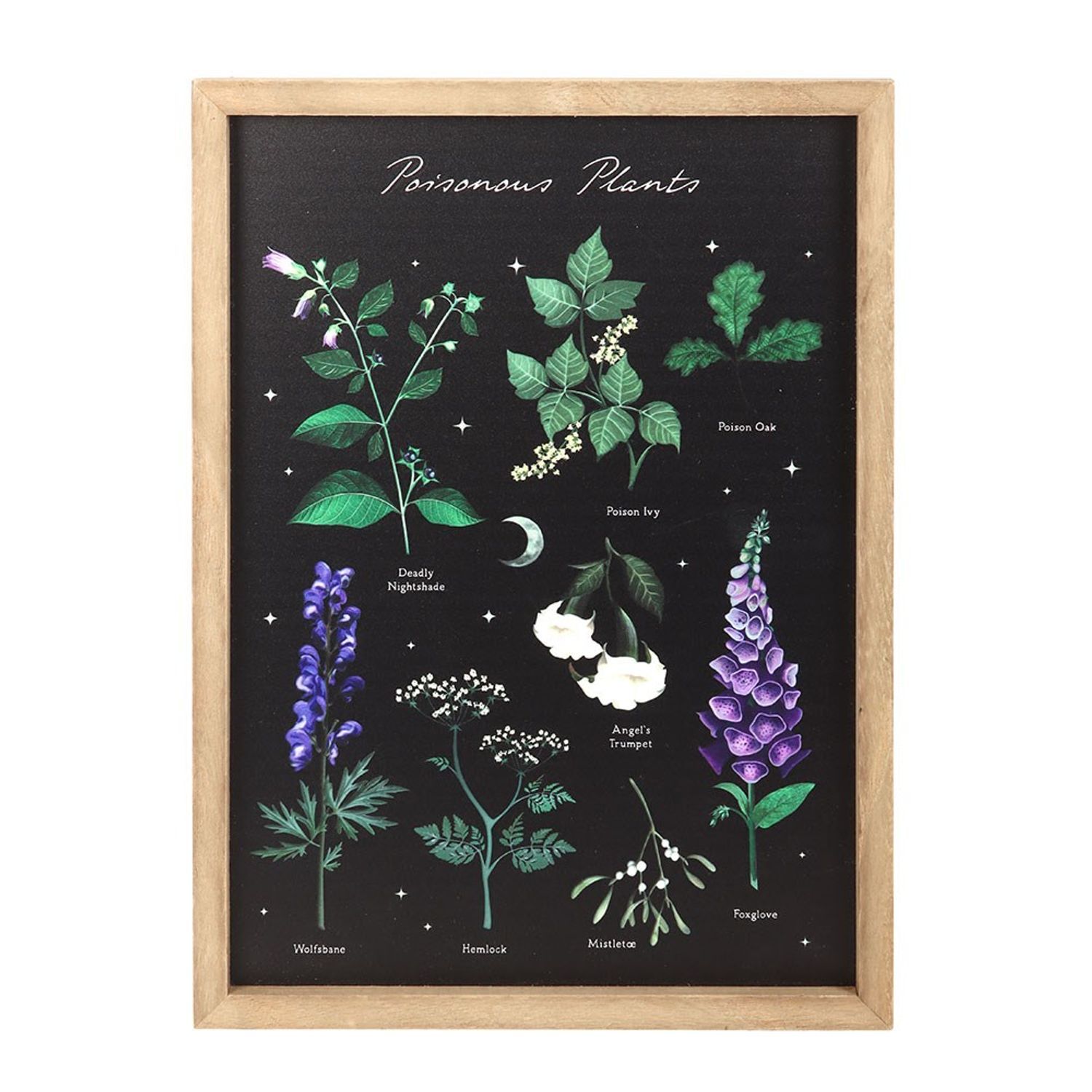 Something Different Poisonous Plants Framed Wall Art - Multicoloured - One Size Multi