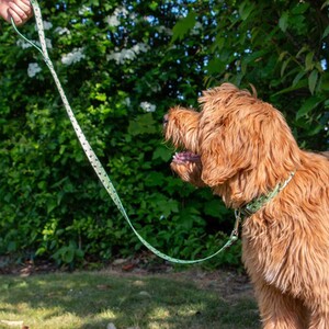 Bee Dog Lead