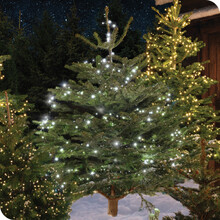 real christmas trees
