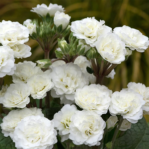 Primrose Pollyanna Frosty White Autumn Bedding Plant 9cm Pot