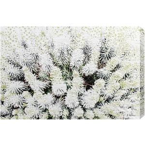 French Beautifully White Graphic Art Wrapped on Canvas