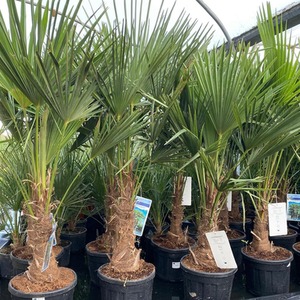 Trachycarpus Fortunei Fan Palm Tree 4-5ft Plant 15-20 Litre Pot