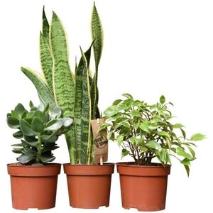 Houseplant Sleep Easy Collection