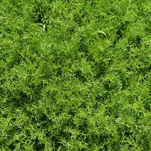 Marshalls Garden Chamomile 'Treneague' (Matricaria chamomilla) 9cm plants for lawns