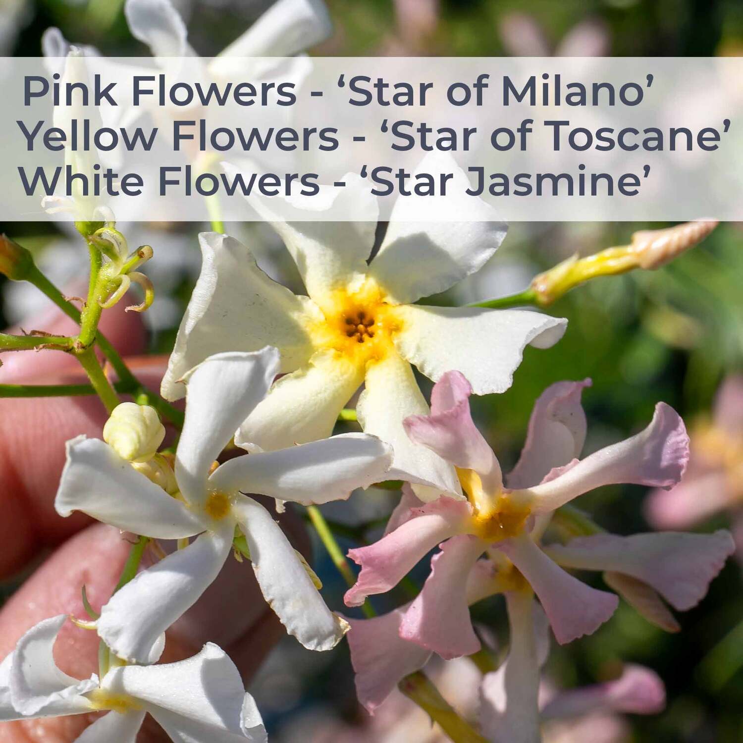 Star Jasmine 'Star of Toscane' Trachelospermum jasminoides Evergreen Fragrant Climber - Yellow
