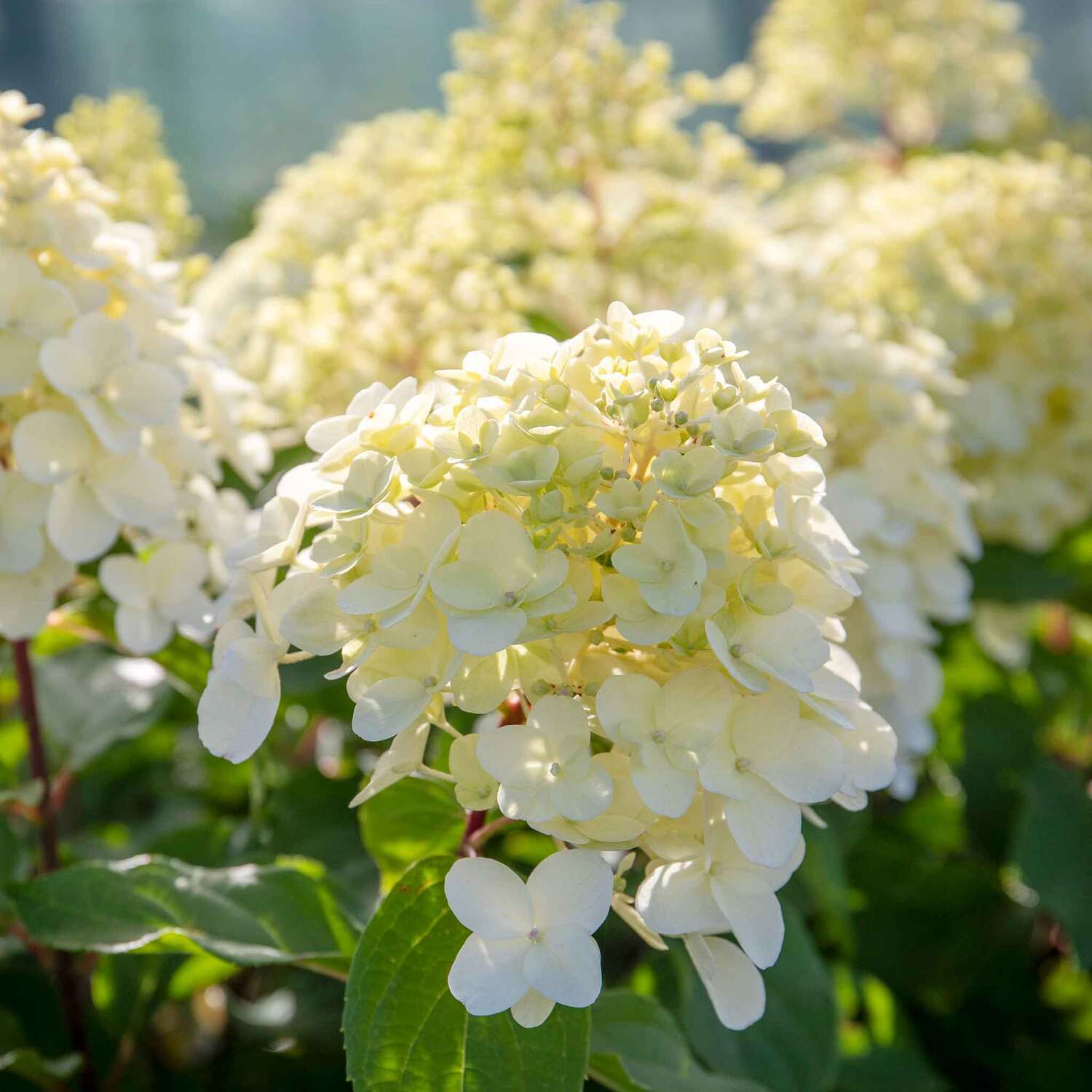 Hydrangea Hercules Rhs Marshalls Garden Hydrangea 'Hercules' shrub, 1 plant, sun or part shade ...