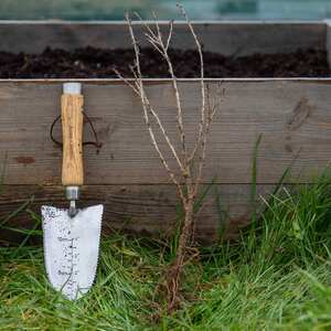 Marshalls Garden Gooseberry 'Hinnonmaki Yellow'