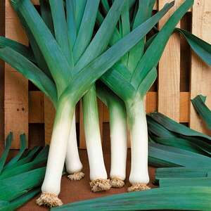 Marshalls Garden Leek Seeds, Blauwegroene Winter Bandit - Winter-hardy, 250 seeds