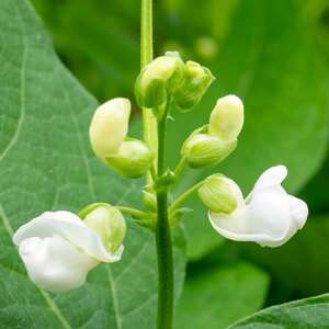  shot 13061964