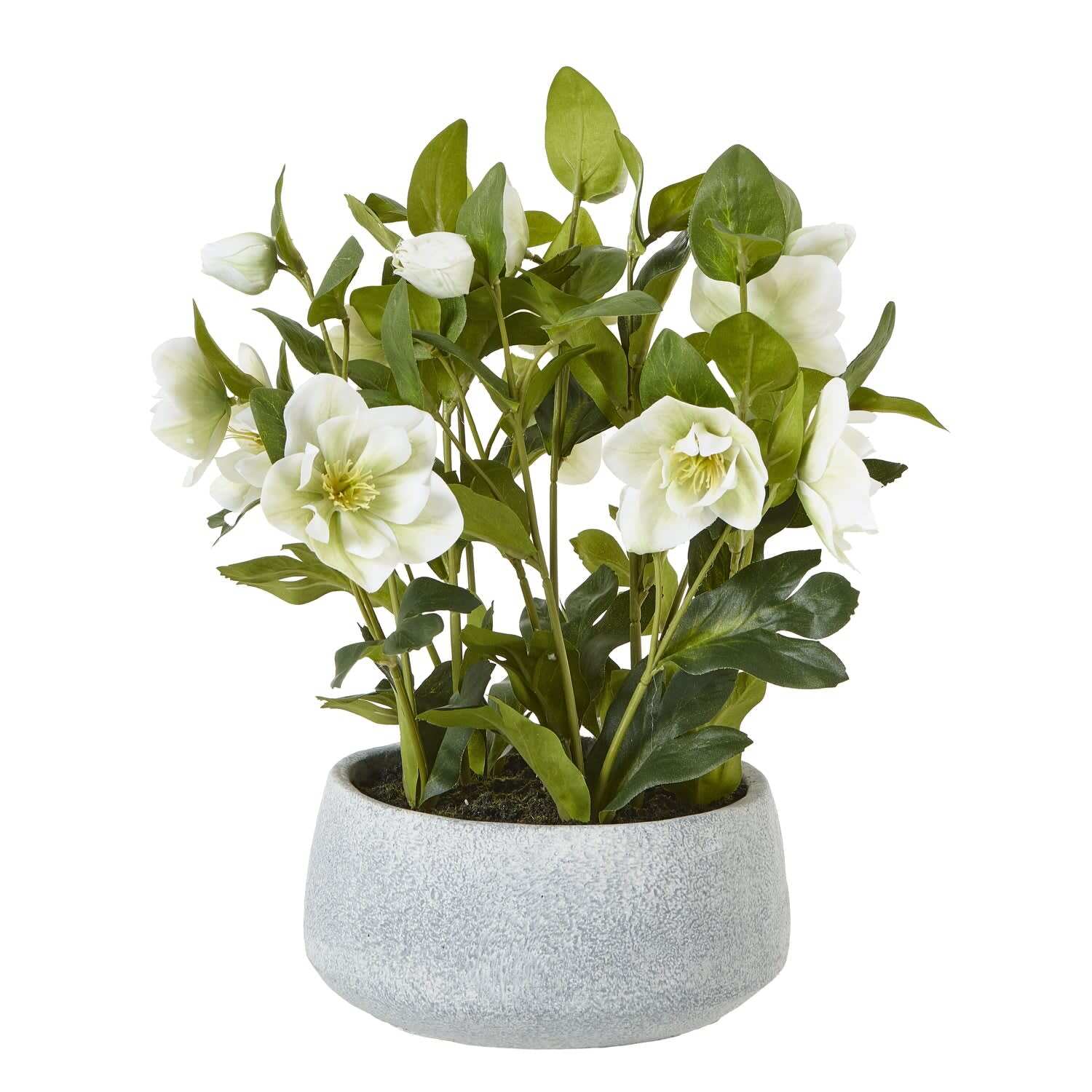 Artificial Hellebore in Ceramic Pot - White