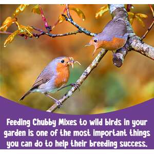Chubby Mealworms 1kg Dried Mix - Mealworms and Black Soldier Fly Larvae.
