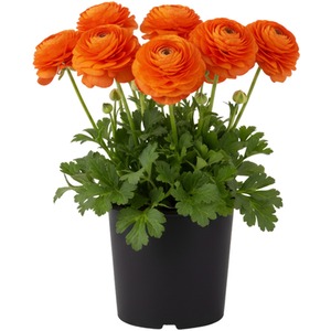 Ranunculus Vortex Orange Pink Persian Buttercup Spring Bedding Plant