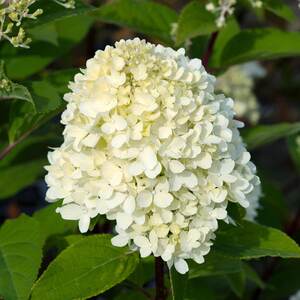 Hydrangea 'Mojito' - Compact Lime Green Flowering Shrub