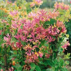 Honeysuckle 'Goldflame' climbing plant, fragrant, pollinator-friendly, 2 litre