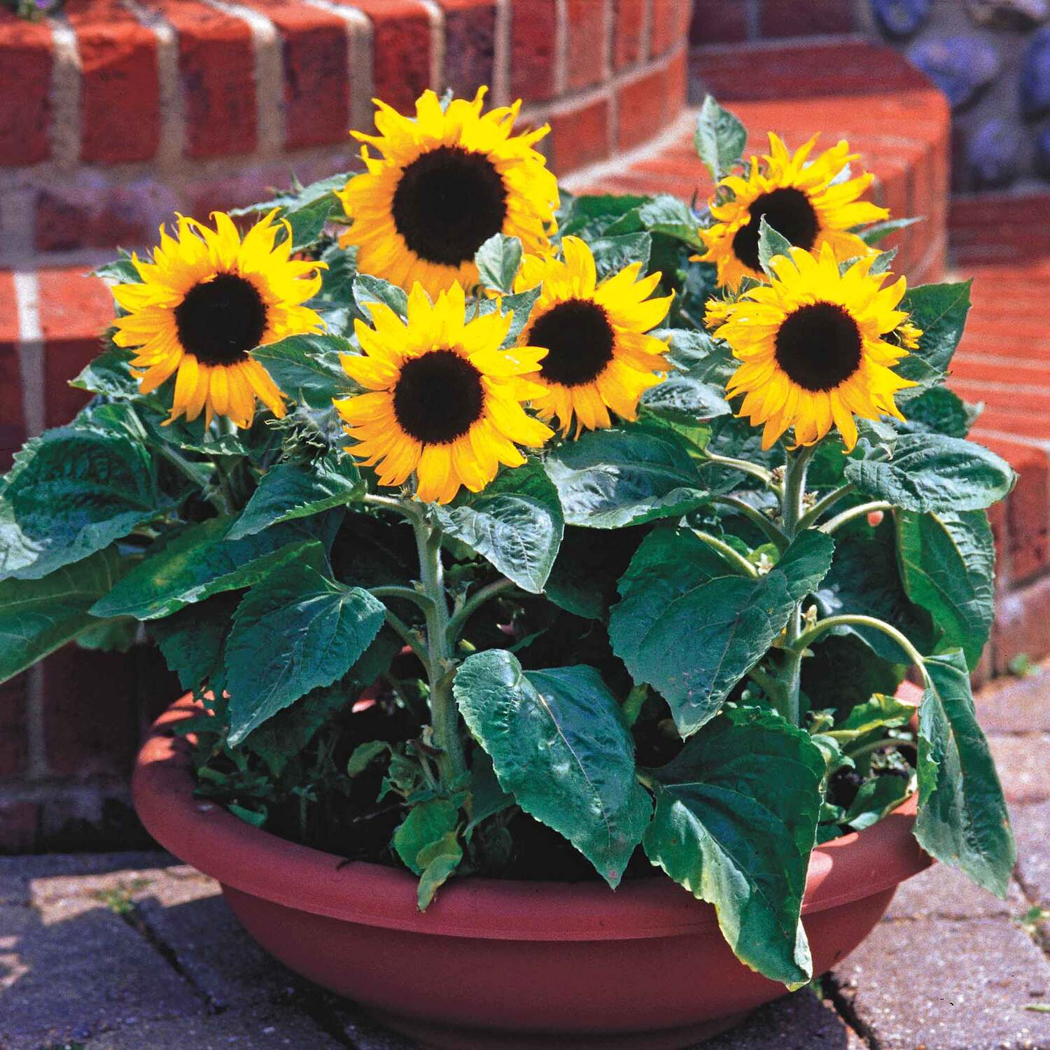 Unwins Sunflower Seeds 'Junior' - Green