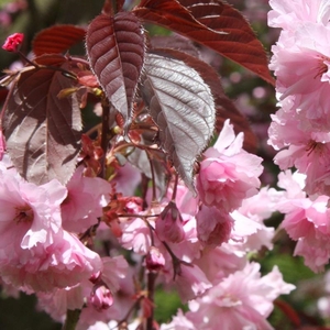 Plant Theory Royal Burgundy Flowering Cherry Blossom Tree 9L Pot 1.8m - 2.1m