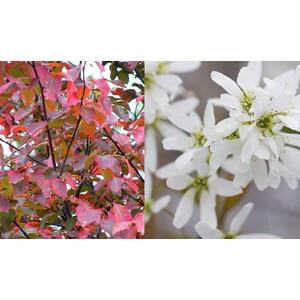 Amelanchier X Grand Robin Hill Tree, 6ft, 12L Pot by Directplants