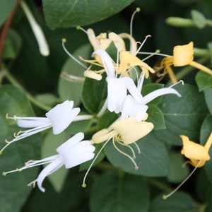 Lonicera Japonica Halls Prolific White Flowering Vine Plant