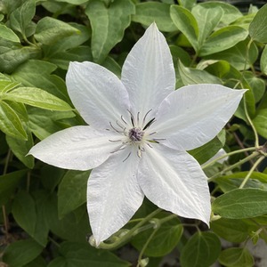 Clematis Tsukiko Evipo110
