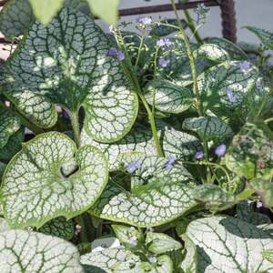 Marshalls Garden Siberian Bugloss 'Sea Heart' - silver heart-shaped foliage, blue spring flowers