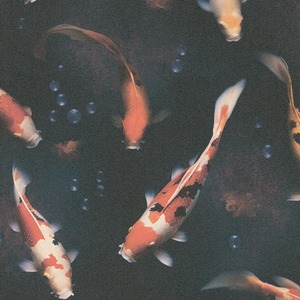 Midnight Pond
