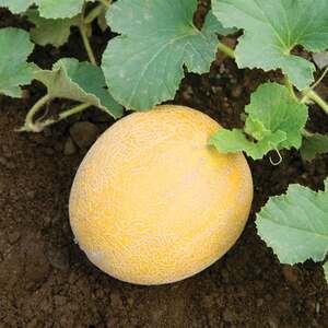 Unwins Melon Seeds 'Arava' F1