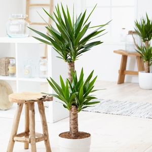 Plant Theory 1 45cm Stem Yucca Elephantipes Spineless Yucca 12cm Pot Houseplant