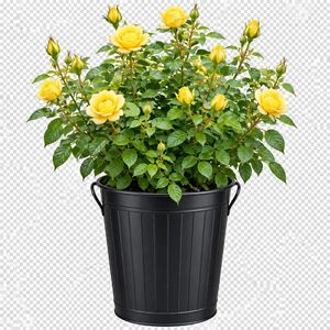 Plants By Post 5L Anniversary Wishes Yellow Rose Bush