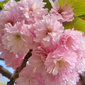 Plant Theory Little Pink Perfection Cherry Blossom Tree 11.5L Pot 1 - 1.5m