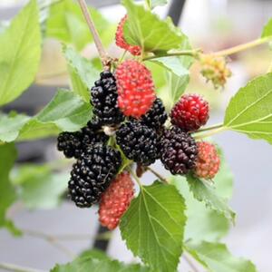 Plant Theory Mulberry Dwarf Mojo Berry Morus Fruit Tree 11.5L Pot 1.2m