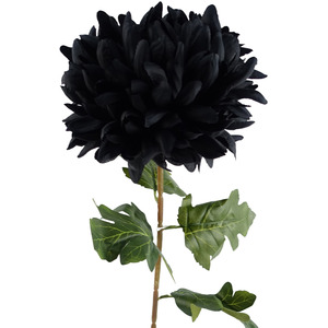 Single Extra Large Reflex Chrysanthemum
