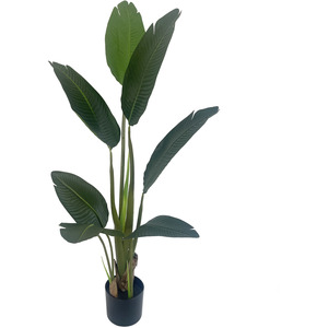 UV Resistant Traveller Banana Palm Tree