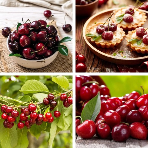 Cherry Prunus Sylvia Fruit Tree