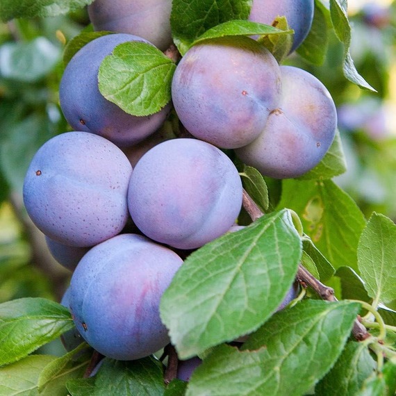 Plum Prunus Mini Black Amber Fruit Tree