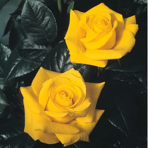 Golden Wedding Rose Bush