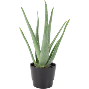 Aloe Vera Plant in 12cm Pot for Indoors