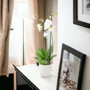 Double Stem White Phalaenopsis Orchid in 12cm Pot